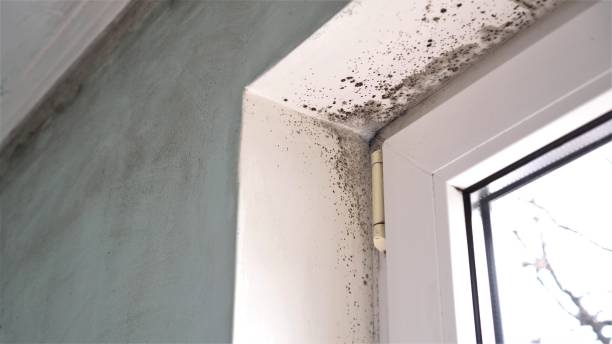 Crawl Space Mold Removal in Washington Park, IL