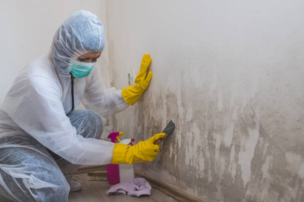 Best Crawl Space Mold Removal  in Washington Park, IL