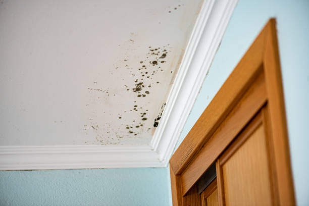 Best Mold Removal Company Near Me  in Washington Park, IL