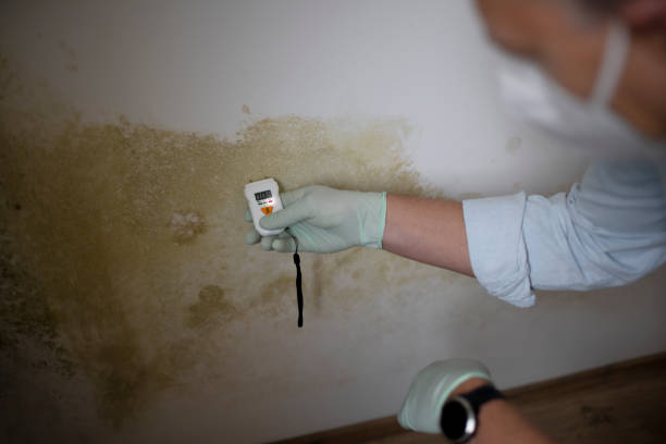Best Affordable Mold Removal  in Washington Park, IL