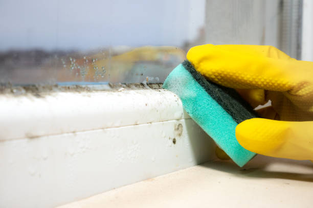 Best Fast Mold Removal  in Washington Park, IL