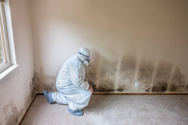 Best Commercial Mold Removal  in Washington Park, IL